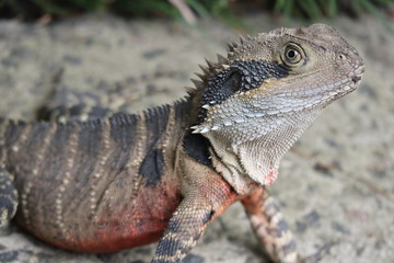 Australian Water Dragon in its natural habitat 