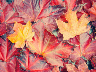 autumn background forest with maple trees and sunny beams