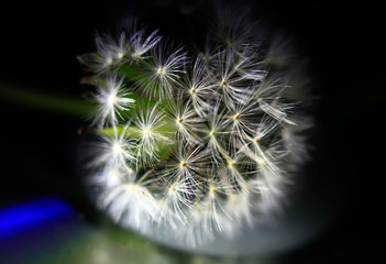 Art photo of dandelion seeds close up on natural blurred background. Summer.