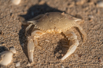 White Crab on the beach