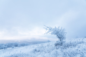 Icy tree in a snowy field