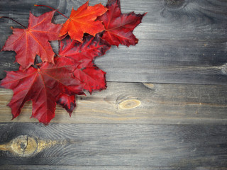 Naklejka na ściany i meble autumn forest with maple trees on wooden background