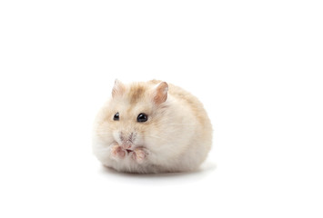 Dwarf fluffy hamster isolated on white background, front view