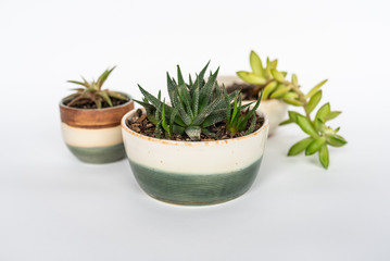 Handmade pottery and plants