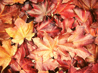 autumn background forest with maple trees and sunny beams