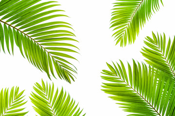 tropical coconut leaf isolated on white background, summer background