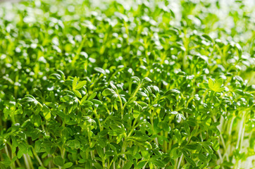 Fototapeta na wymiar Garden cress sprouts, front view macro food photo. Cress, also pepperwort or peppergrass, Lepidium sativum, a fast-growing edible herb. Green seedlings and young plants of a healthy microgreen.