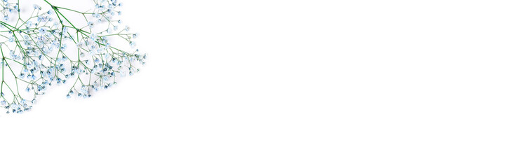 Beautiful flower background of blue gypsophila flowers.