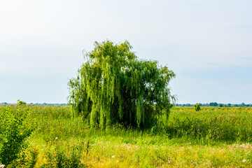 Fototapeta premium Lonely oak tree at a meadow on summer
