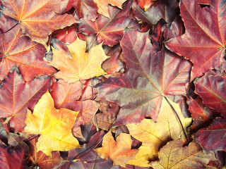 autumn background forest with maple trees and sunny beams