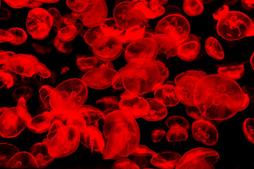 The beautiful jellyfish under the red neon light in the aquarium