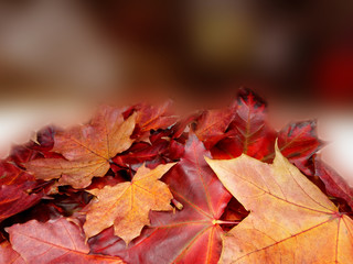 autumn background forest with maple trees and sunny beams
