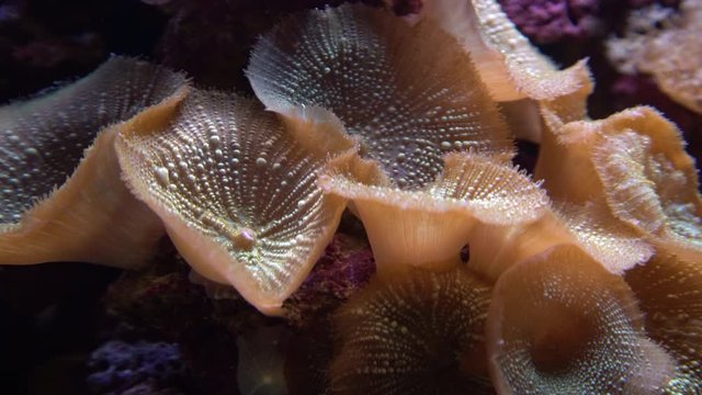 Underwater shot of mushroom coral (Fungiidae) colony on the reef in the aquarium tank. Colourful corals growing on the ocean bottom.
