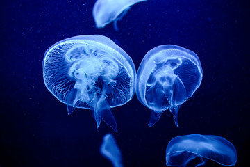 The beautiful jellyfish under the purple neon light in the aquarium.
