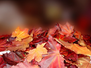autumn background forest with maple trees and sunny beams