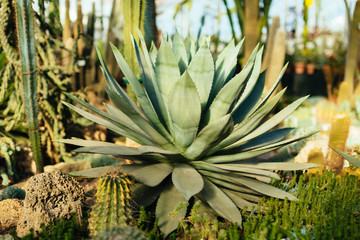 Large blue agave plant in Botanical garden. Agave tequilana use for creation distilled alcoholic beverages. Exotic evergreen Mexican tropical plants in orangery. Selective focus. Gardening concept.