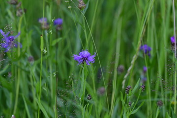 wild forest meadow with many flake flowers