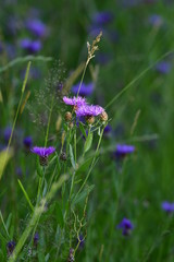 wild forest meadow with many flake flowers
