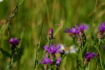 closed flake flower in the middle of open flake flowers in forest meadow