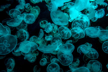 The beautiful jellyfish under the cyan neon light in the aquarium.