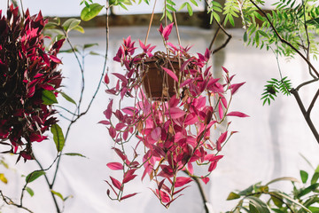 Tradescantia in a suspended pot. Pink leaves of evergreen tropical plant from spiderwort family. A...