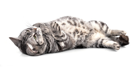 Cat  isolated on white background