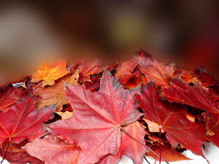 autumn background forest with maple trees and sunny beams