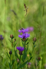 flock flowers on forest meadow with wild bee that collects pollen