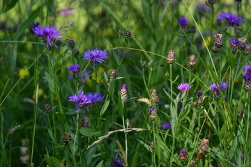 wild forest meadowwith many flake flowers , ranunculus and grasses