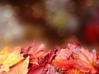 autumn background forest with maple trees and sunny beams