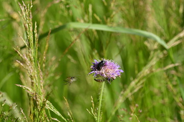 mourn rose beetle and flying buck beetle in wild forest meadow with flake flowers