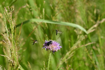 mourn rose beetle and flying buck beetle in wild forest meadow with flake flowers
