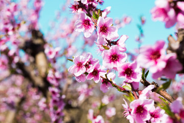 blooming peach trees in spring