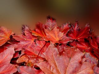 autumn background forest with maple trees and sunny beams