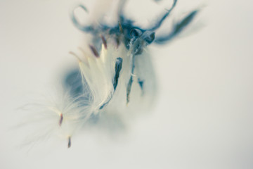 dandelion on the white background