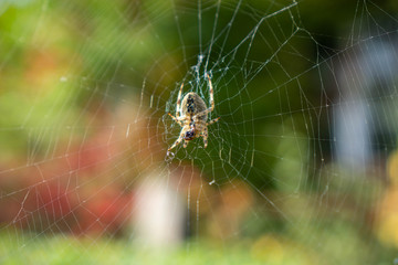 spider on a web