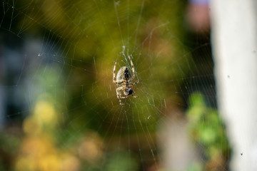 spider on a web