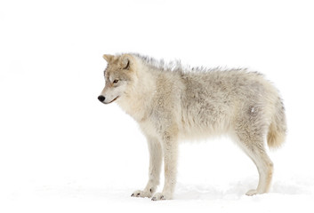 Arctic wolf isolated on white background standing alone in the winter snow in Canada