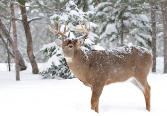 Naklejka na ściany i meble White-tailed deer buck with huge antlers standing in the winter snow in Canada