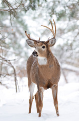 White-tailed deer buck with broken antlers standing in the winter snow in Canada