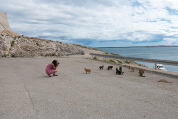 Homeless cats on the island of Pag - Adriatic
