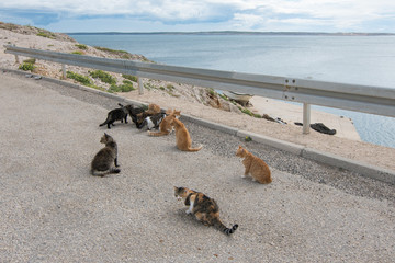 Homeless cats on the island of Pag - Adriatic