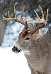 White-tailed deer buck with huge antlers standing in the winter snow in Canada