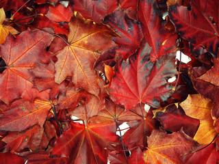 autumn background forest with maple trees and sunny beams