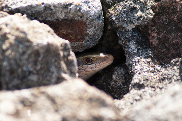 fauna of Sri Lanka