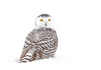 Snowy owl (Bubo scandiacus) isolated on white background standing in middle of a snow covered field in Ottawa, Canada