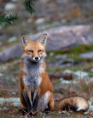 Red fox (Vulpes vulpes) with a bushy tail sitting contently in the forest in autumn in Algonquin Park, Canada 