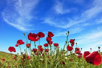 Obraz premium Light clouds in the blue spring sky