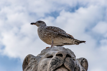 A seagull sitting on a statue near the St Charles train station in Marseille (France)
