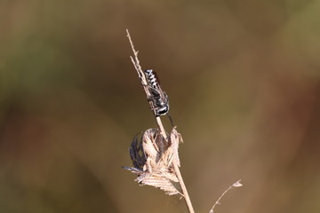 side view of black wasp on autumn